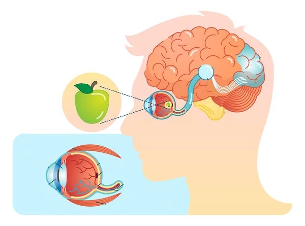 L'œil | Anatomie et fonctionnement de l'œil | Elsan